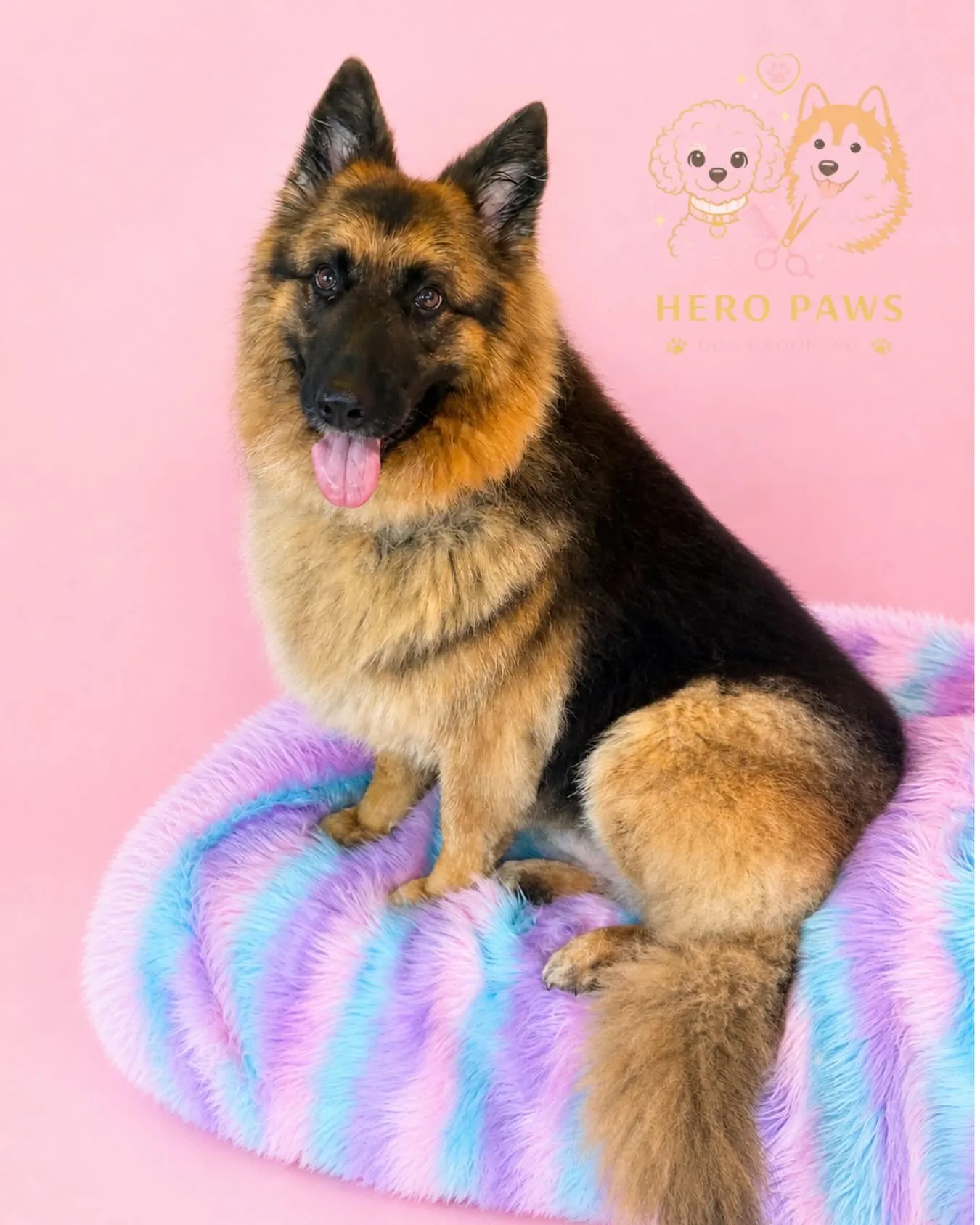 German Shepherd freshly bathed and groomed on rainbow faux-fur bed