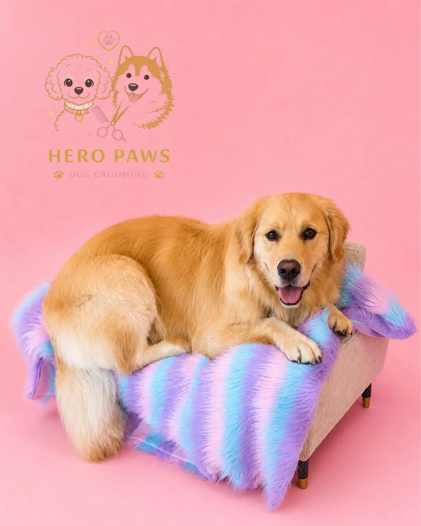 Golden retriever reclining on pastel faux-fur, freshly groomed