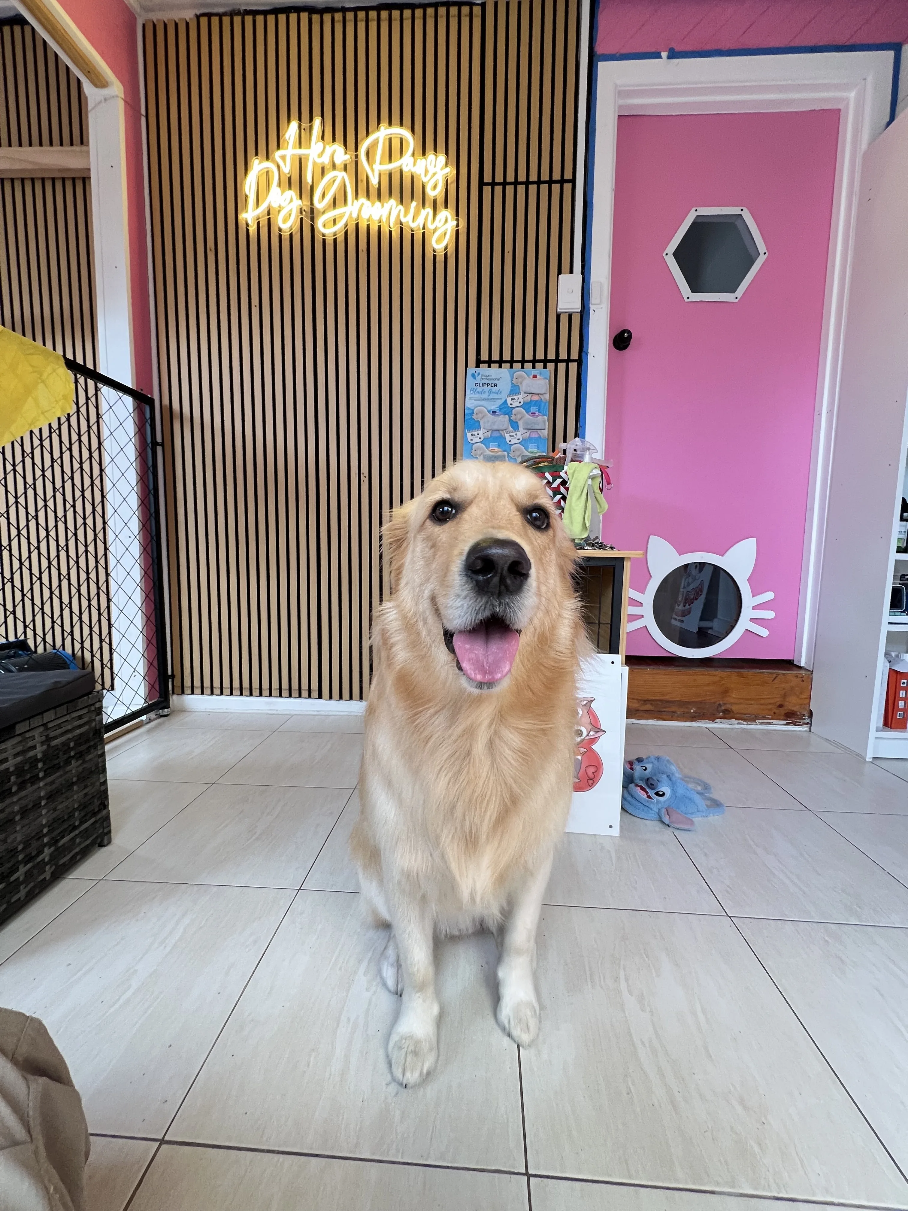 The real Hero Paws salon interior — gold neon 'Hero Paws Dog Grooming' script sign on a wood-slat wall, happy golden retriever at the pink door with the cat-face window