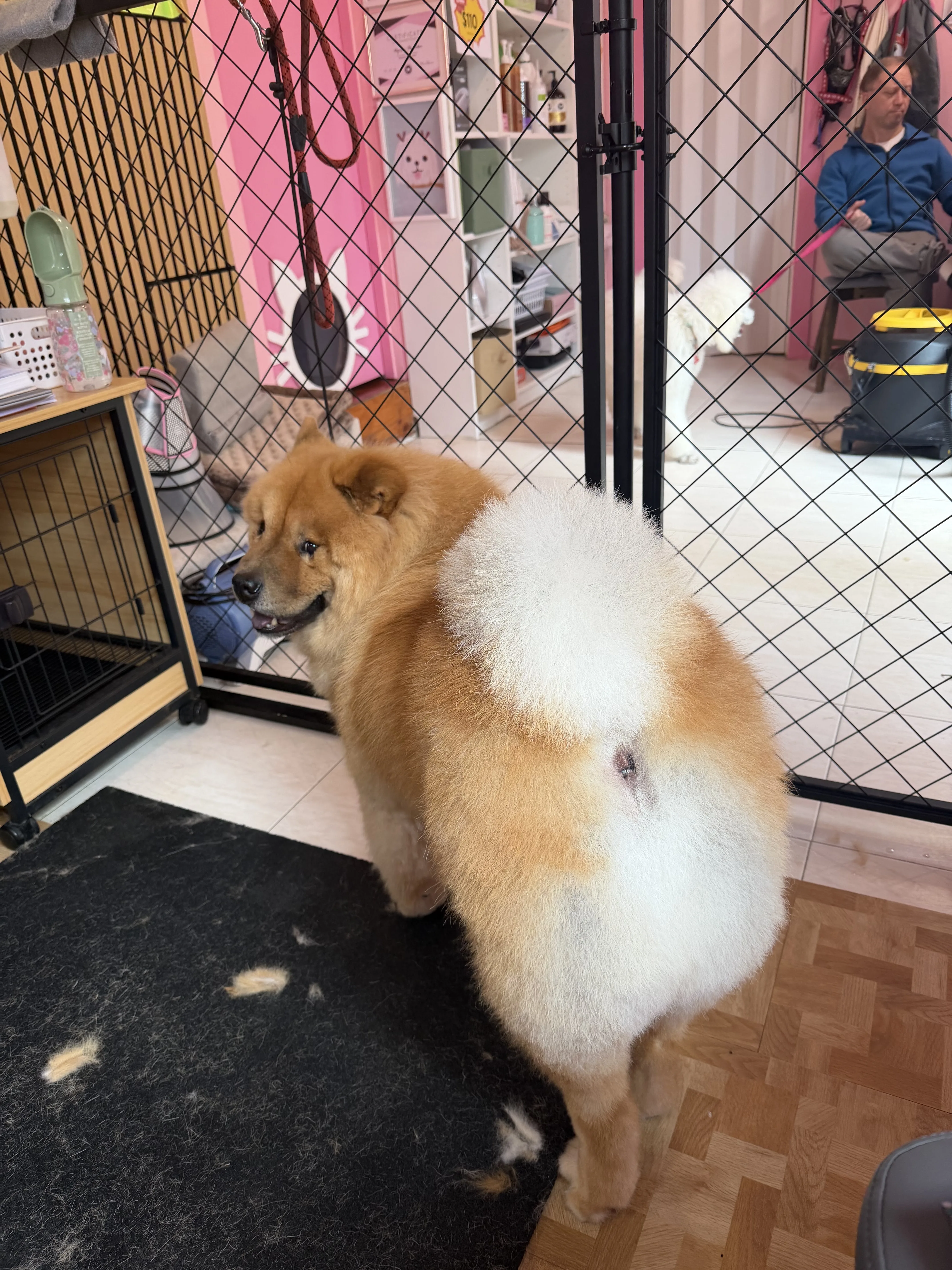 Chow Chow, freshly trimmed, rear-view with profile turned, inside the Hero Paws salon