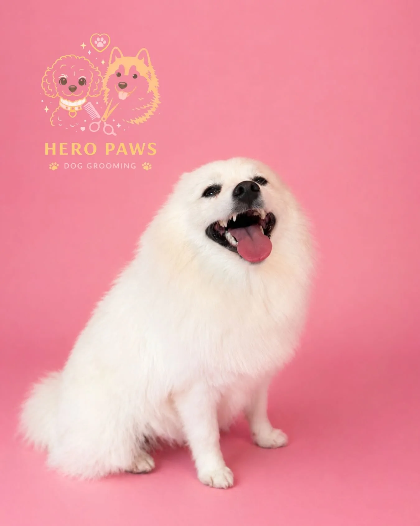 White Japanese Spitz freshly groomed, tongue out, magenta-pink backdrop