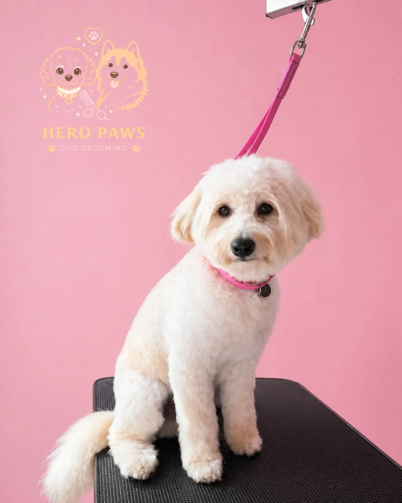 Cream Cavoodle sitting on grooming table with pink lead, freshly groomed