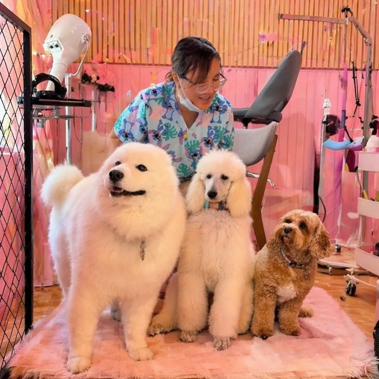Naya in the Hero Paws salon with three freshly groomed dogs — a Samoyed, a white poodle, and a red Cavoodle