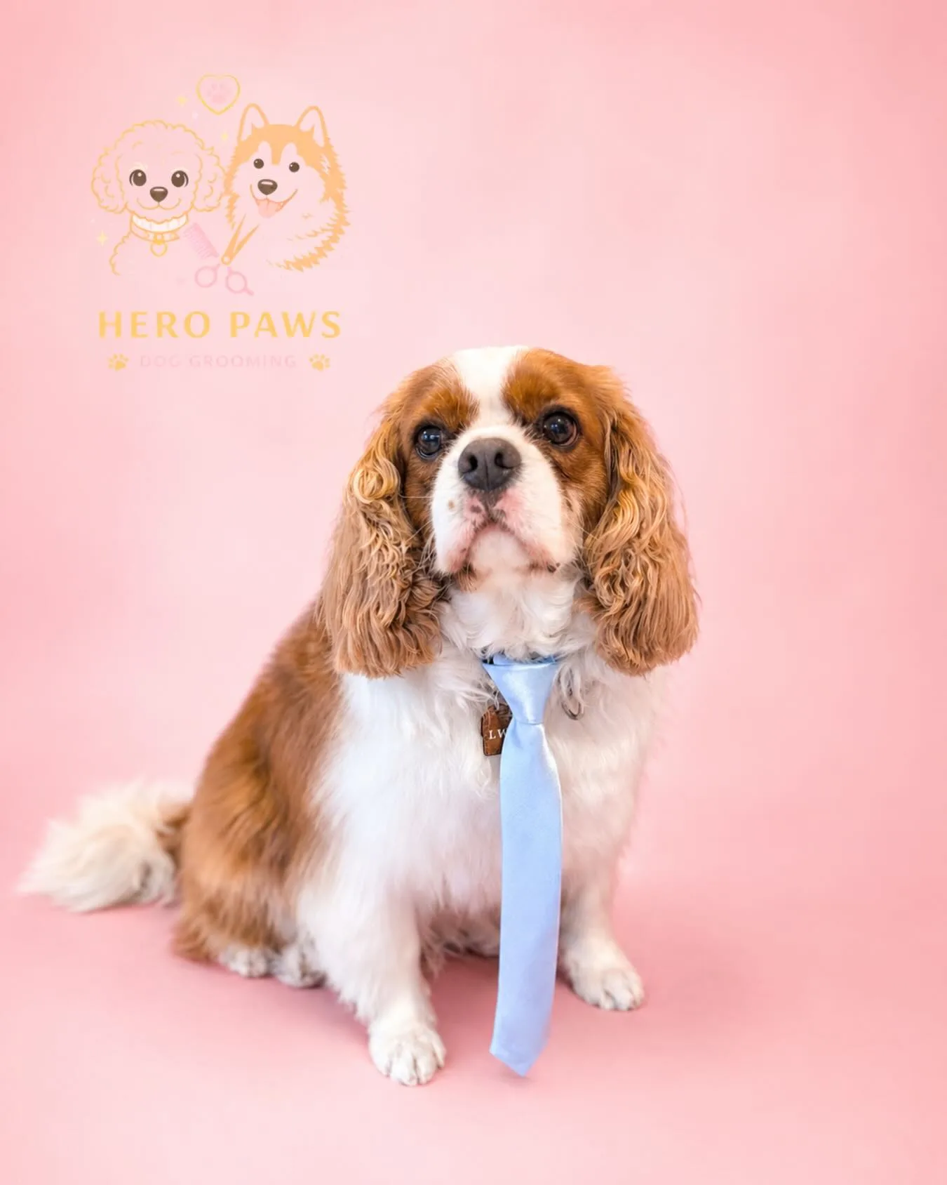Fawn French Bulldog freshly groomed on pink-to-blue gradient backdrop