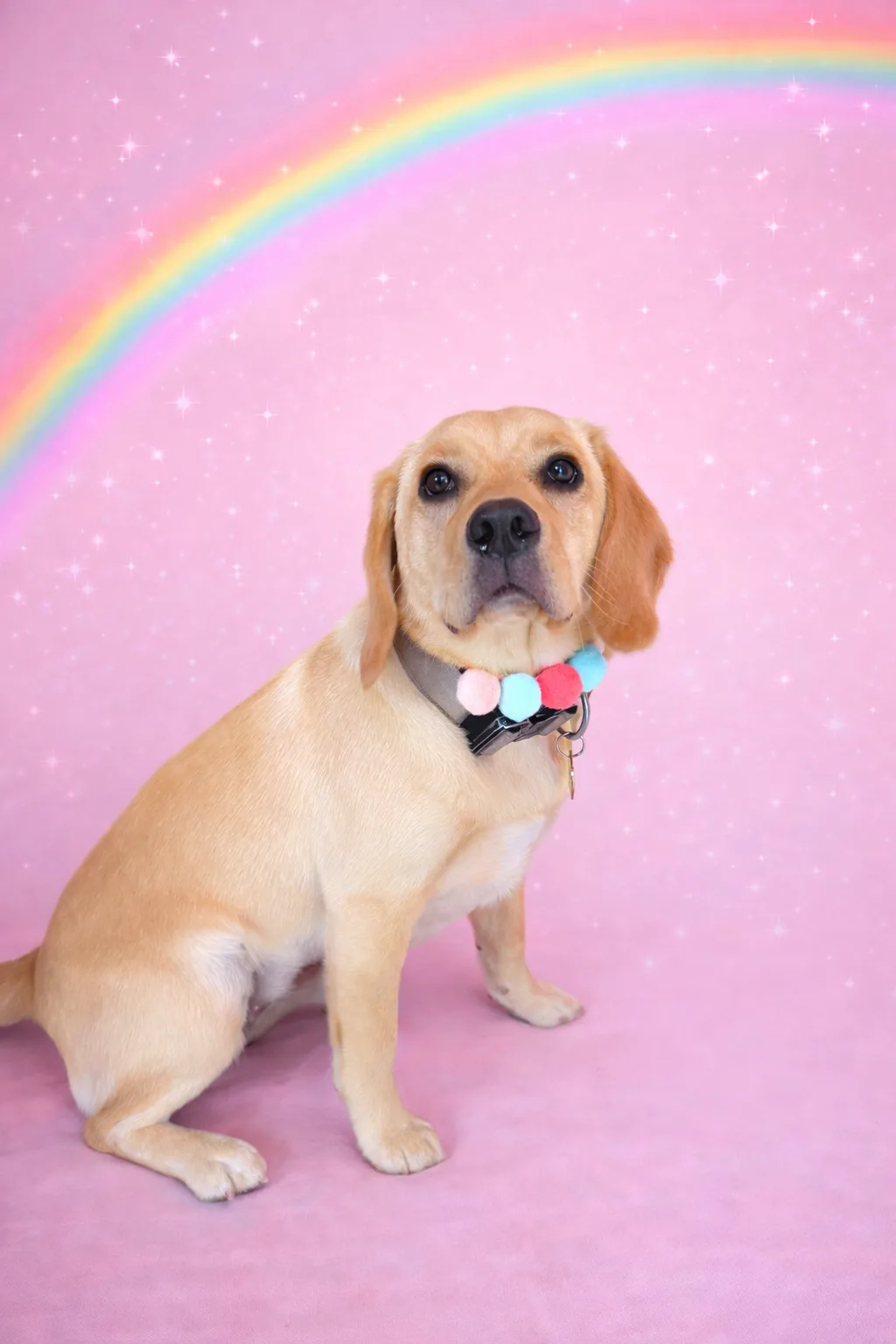 Yellow Labrador puppy freshly groomed on a pink rainbow studio backdrop