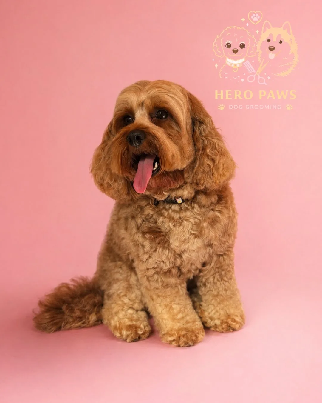 Apricot Cavoodle with tongue out, freshly groomed on pink backdrop