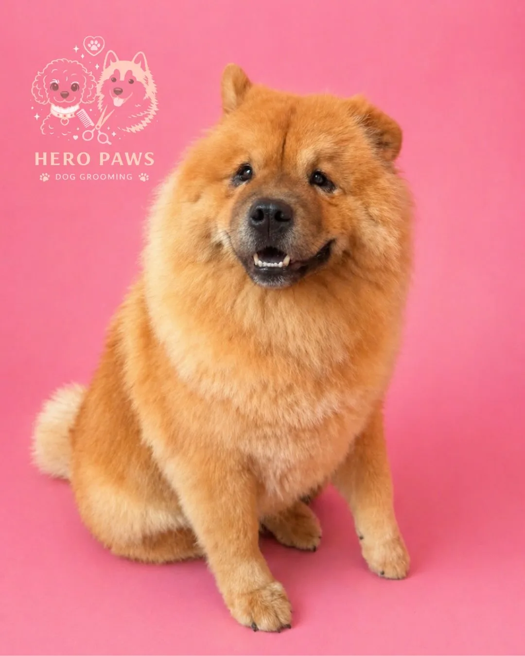 Red Chow Chow with teddy-bear style groom on hot-pink backdrop