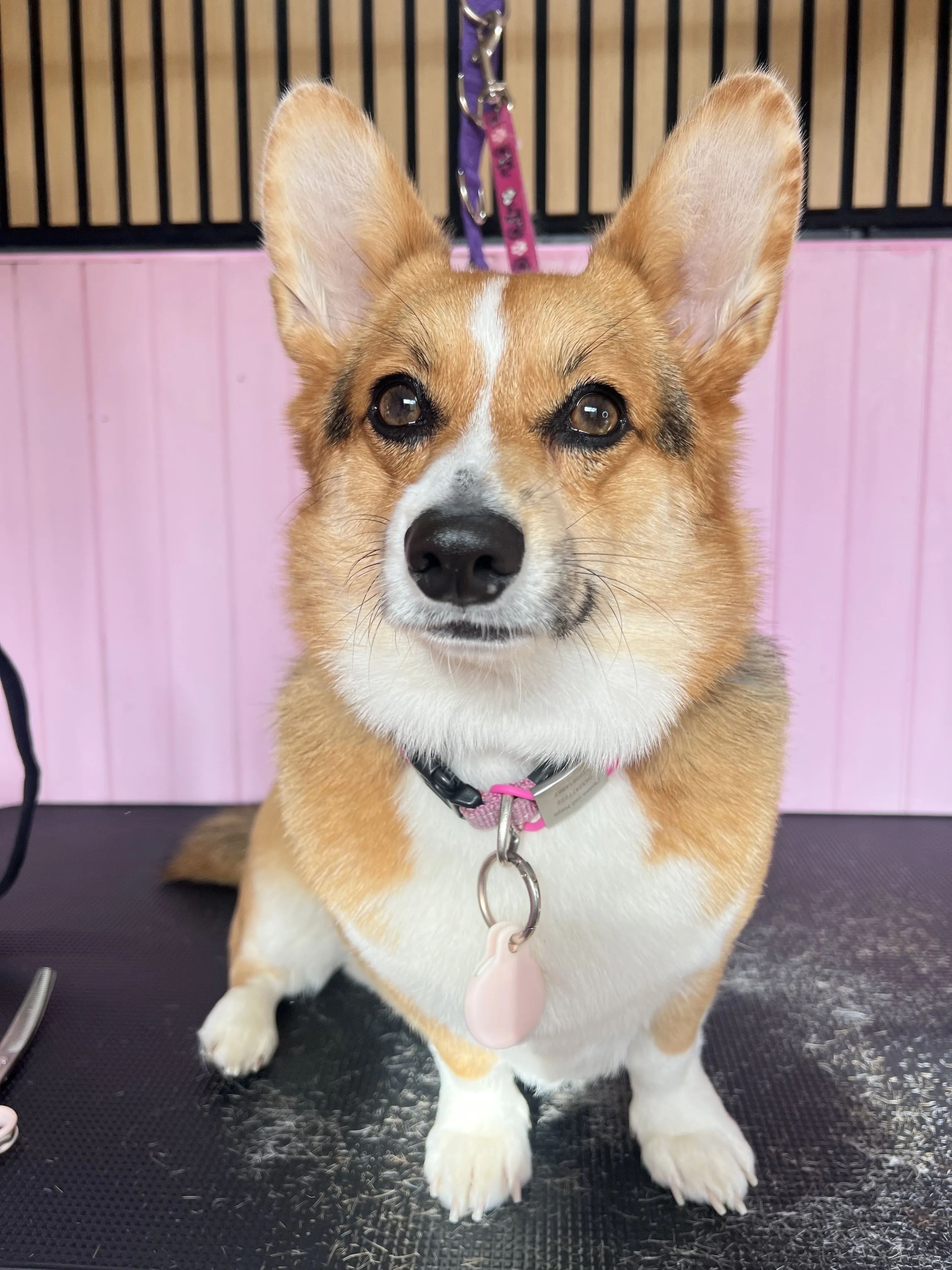Corgi on the grooming table inside the real Hero Paws salon — pink beadboard and wood-slat wall behind